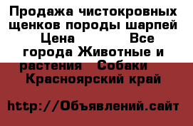 Продажа чистокровных щенков породы шарпей › Цена ­ 8 000 - Все города Животные и растения » Собаки   . Красноярский край